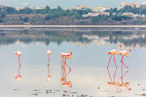Larnaca-City